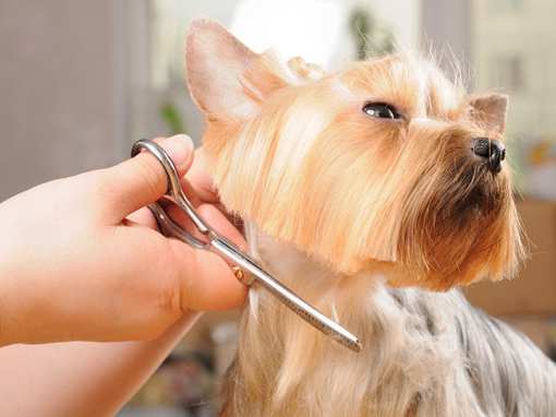 10 Best Pet Groomers in Texas!